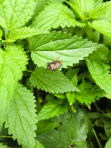 Forest Bug