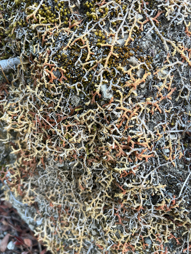 Mediterranean clubmoss