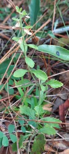 Scutellaria arenicola, photograph 1