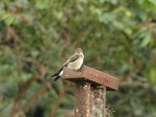 Southern Rough-winged Swallow