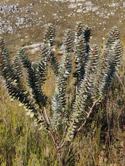 Mimetes argenteus