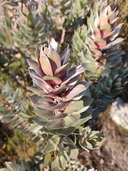 Mimetes argenteus, photograph (c) Jeanette Clarke, some rights reserved (CC BY-SA)