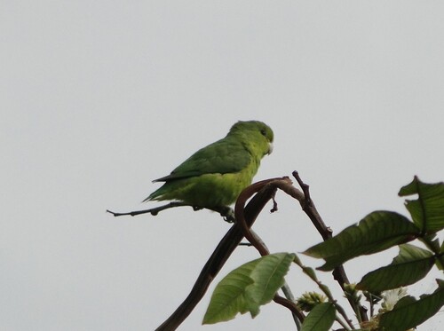 Cobalt-rumped Parrotlet