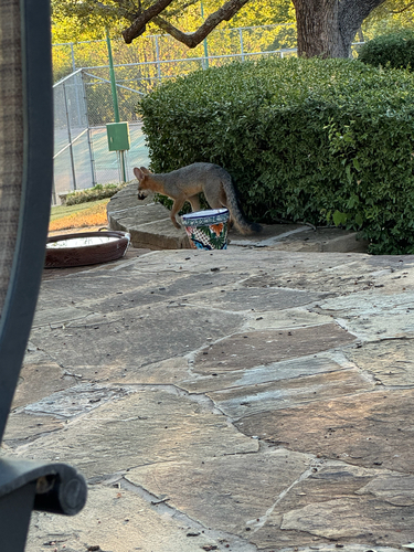 Gray Fox