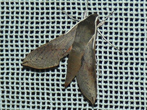 Coprosma Hawk Moth