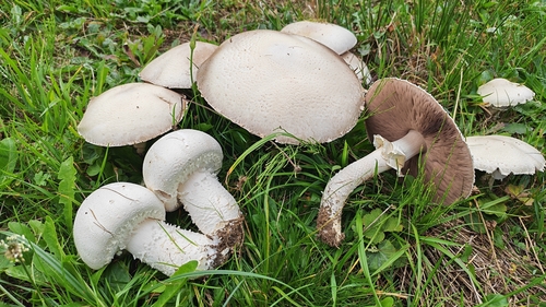 Macro Mushroom