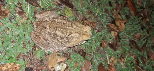 Cururu Toad