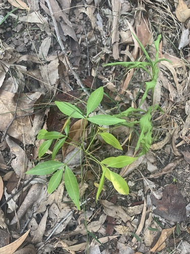 Melicope rubra observed 2026-09-06
