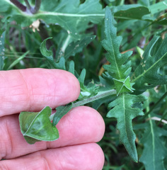 Tetragonotheca texana