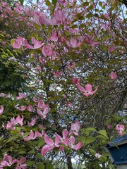 Cornus florida rubra