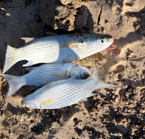 Sea Mullet