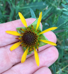 Tetragonotheca texana