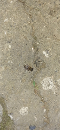 Western Honey Bee