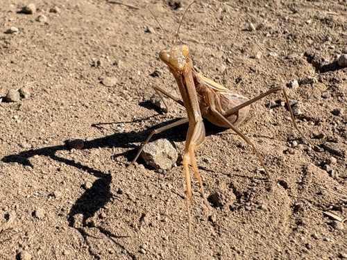 European Mantis