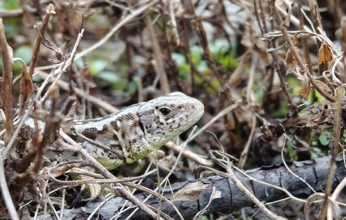 Sand Lizard