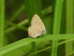 Satyrium acadica