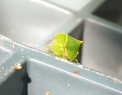 Buffalo Treehopper