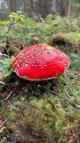 Fly Agaric