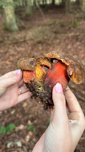 Dotted Stem Bolete