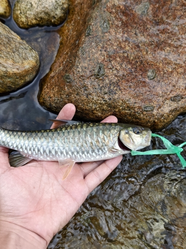Golden Mahseer Barb
