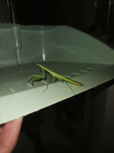 European Mantis