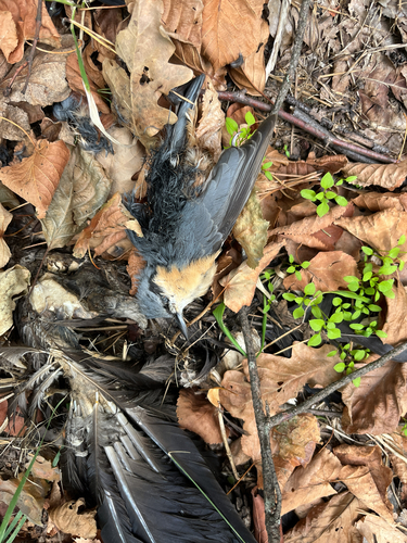 Eurasian Nuthatch