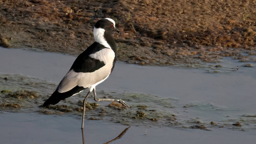 iNaturalist image