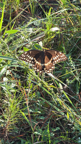 Palamedes Swallowtail