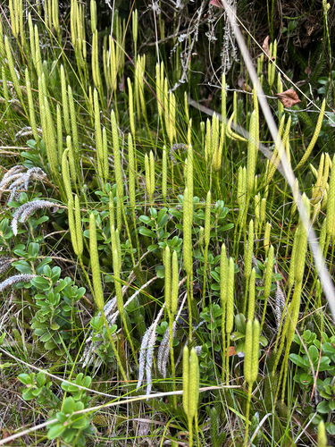 stag's-horn clubmoss
