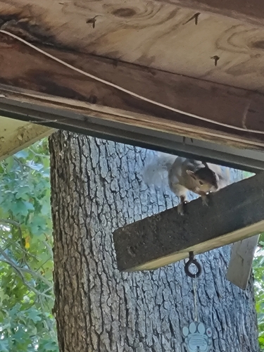Eastern Gray Squirrel