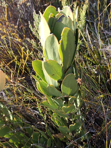 Protea speciosa, photograph 1