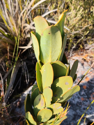 Protea speciosa, photograph 2