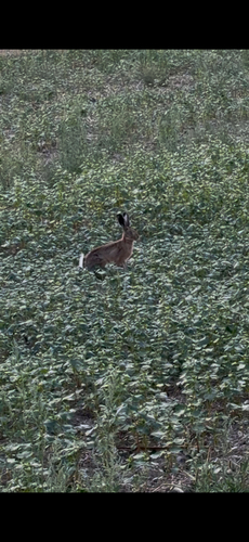 Brown Hare