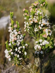 Erica triflora, photograph (c) Jeanette Clarke, some rights reserved (CC BY-SA)