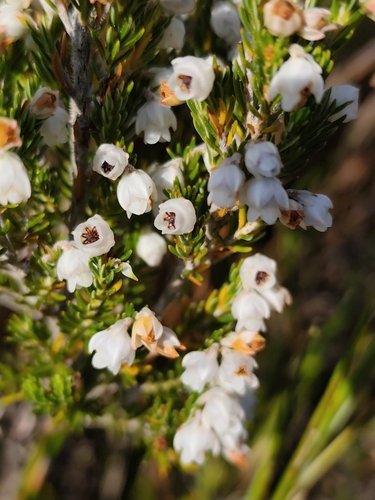 Erica triflora, photograph 4