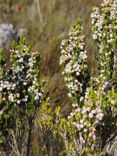 Erica triflora, photograph 5