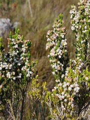 Erica triflora, photograph (c) Jeanette Clarke, some rights reserved (CC BY-SA)