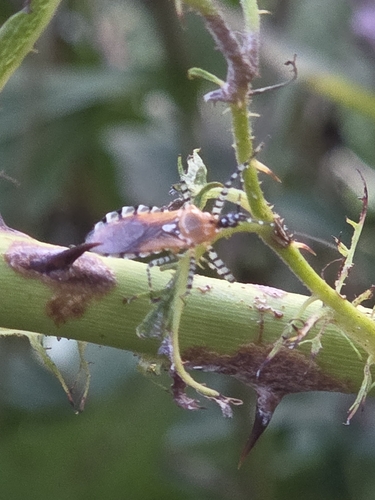Ringed Assassin Bug