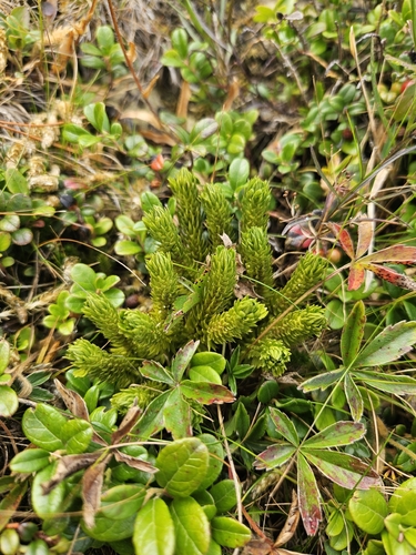 northern firmoss