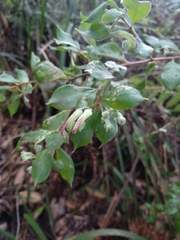 Grevillea mucronulata