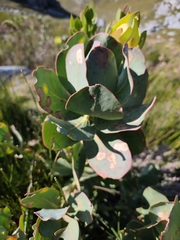 (c) Jeanette Clarke, some rights reserved (CC BY-SA) Protea grandiceps, photograph (c) Jeanette Clarke, some rights reserved (CC BY-SA)