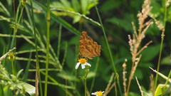 Polygonia c-aureum lunulata