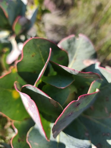 Protea grandiceps, photograph 5