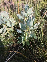Protea grandiceps, photograph (c) Jeanette Clarke, some rights reserved (CC BY-SA)