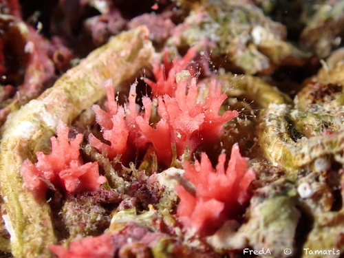 Miniacina miniacea observed 2026-09-06