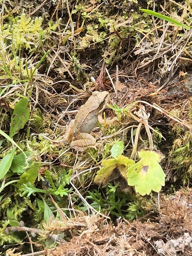 European Common Frog