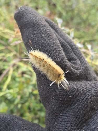 Banded Tussock Moth