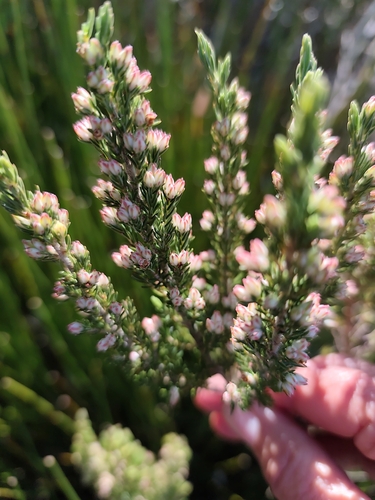 Erica triflora, photograph 1