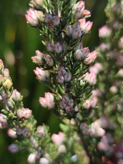 Erica triflora, photograph (c) Jeanette Clarke, some rights reserved (CC BY-SA)