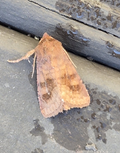 Bronzed Cutworm Moth